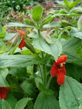 foto tratta da: commons.wikimedia.org